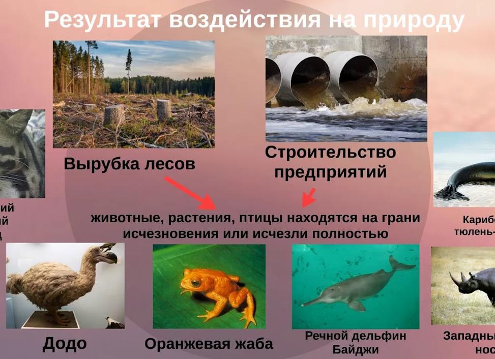 Влияние на живую природу