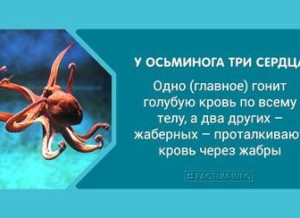 Интересные факты